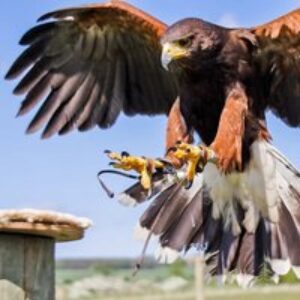 Falconry Experience – 3 Hour Session